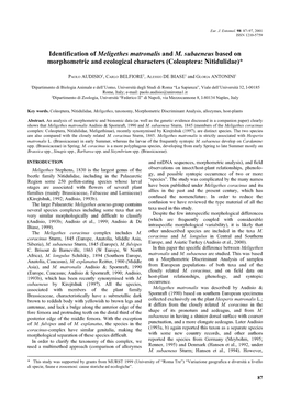 Identification of Meligethes Matronalis and M. Subaeneus Based On