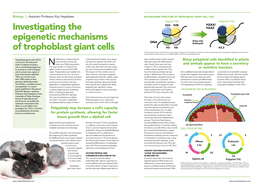 Investigating the Epigenetic Mechanisms of Trophoblast Giant Cells