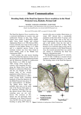 Dead Sea Sparrow Passer Moabiticus in the Mond Protected Area, Bushehr, Persian Gulf