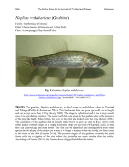 Hoplias Malabaricus (Guabine) Family: Erythrinidae (Trahiras) Order: Characiformes (Characins and Allied Fish) Class: Actinopterygii (Ray-Finned Fish)