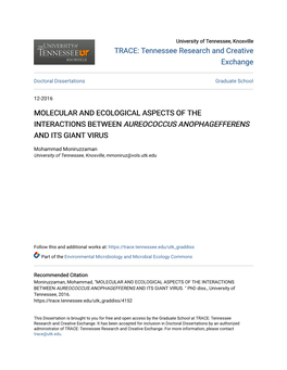 &lt;I&gt;AUREOCOCCUS ANOPHAGEFFERENS&lt;/I&gt;