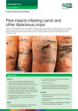 Pest Insects Infesting Carrot and Other Apiaceous Crops