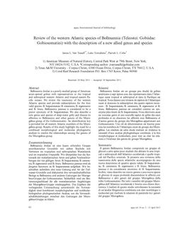 Review of the Western Atlantic Species of Bollmannia (Teleostei: Gobiidae: Gobiosomatini) with the Description of a New Allied Genus and Species