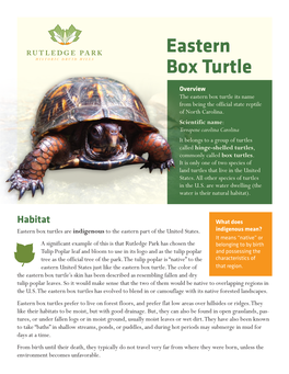 Eastern Box Turtle