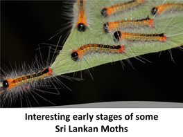 Interesting Early Stages of Some Sri Lankan Moths Typical Moth Life Cycle