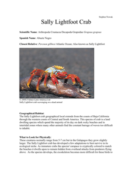 Sally Lightfoot Crab