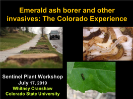 Emerald Ash Borer and Other Invasives: the Colorado Experience