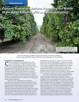 Current Statewide Updates Regarding the Battle of the Asian Citrus Psyllid and Huanglongbing