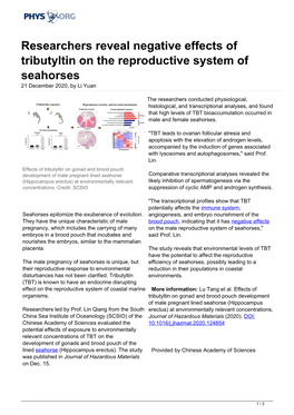 Researchers Reveal Negative Effects of Tributyltin on the Reproductive System of Seahorses 21 December 2020, by Li Yuan