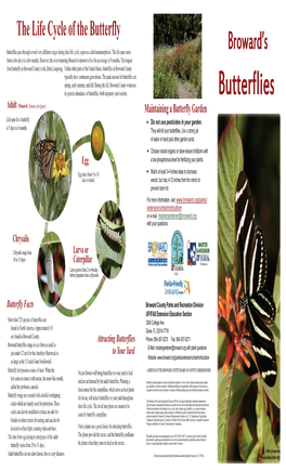 Butterflies Pass Through Several Very Different Stages During Their Life Cycle, a Process Called Metamorphosis