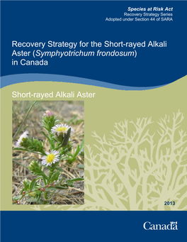 Short-Rayed Alkali Aster (Symphyotrichum Frondosum) in Canada