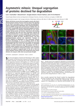 Asymmetric Mitosis: Unequal Segregation of Proteins Destined for Degradation