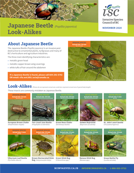 Japanese Beetle Look-Alikes Sheet
