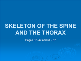 Skeleton of the Spine and the Thorax