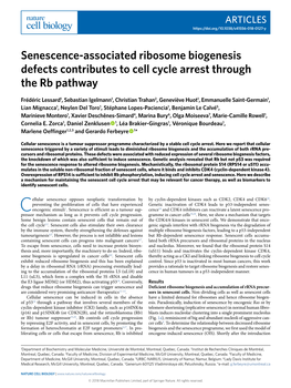 Senescence-Associated Ribosome Biogenesis Defects Contributes to Cell Cycle Arrest Through the Rb Pathway