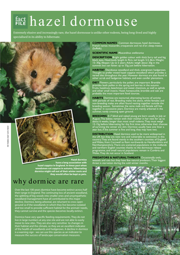 Hazel Dormouse Dormice Might Roll Outoftheirwinter Nestsand Woodsmen Cutcoppice Inautumn,Hibernating Hazel Coppice Inengland