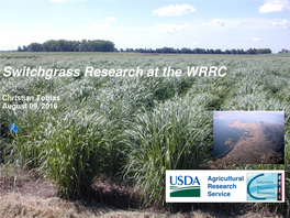 Switchgrass Research at the WRRC