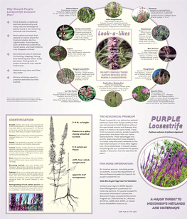 Purple Loosestrife May Impede Boat Travel