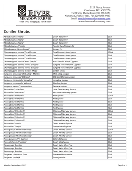 Conifer Shrubs