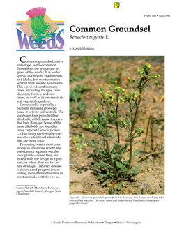 Common Groundsel Senecio Vulgaris L