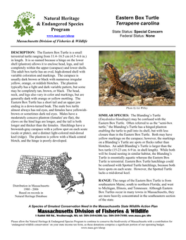 Eastern Box Turtle (Terrapene Carolina)