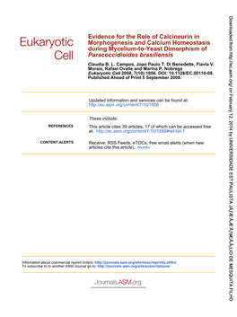 Paracoccidioides Brasiliensis During Mycelium-To-Yeast Dimorphism Of