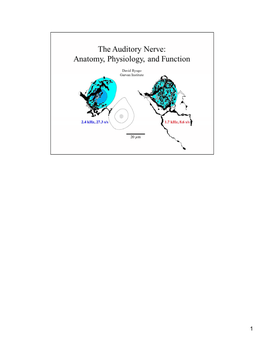 Auditory Nerve.Pdf