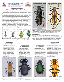 Blister Beetle Basics W