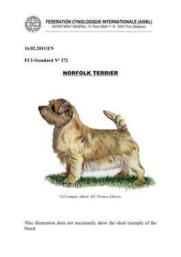 Norfolk Terrier