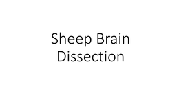 Sheep Brain Dissection Sheep Brain External Anatomy Procedure