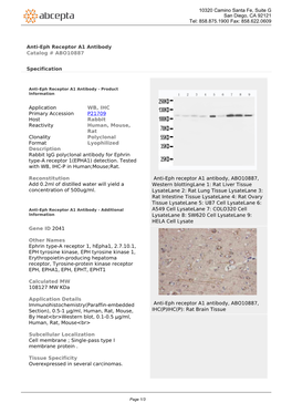 Anti-Eph Receptor A1 Antibody Catalog # ABO10887