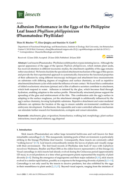 Adhesion Performance in the Eggs of the Philippine Leaf Insect Phyllium Philippinicum (Phasmatodea: Phylliidae)