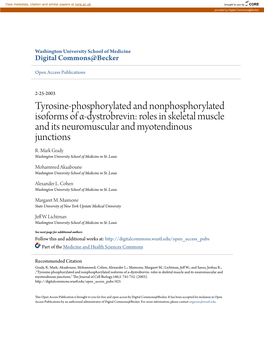 Dystrobrevin: Roles in Skeletal Muscle and Its Neuromuscular and Myotendinous Junctions R