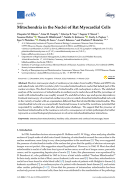 Mitochondria in the Nuclei of Rat Myocardial Cells