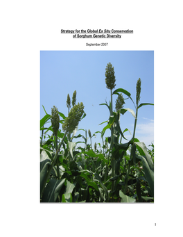 Strategy for the Global Ex Situ Conservation of Sorghum Genetic Diversity