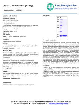 Human UBE2W Protein (His Tag)