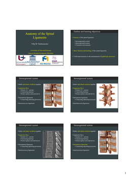 Anatomy of the Spinal Ligaments • Anatomy of the Spinal Ligaments • Intrasegmental System Filip M