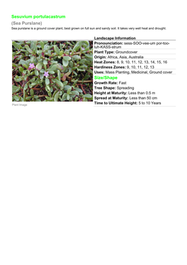 Sesuvium Portulacastrum (Sea Purslane) Size/Shape