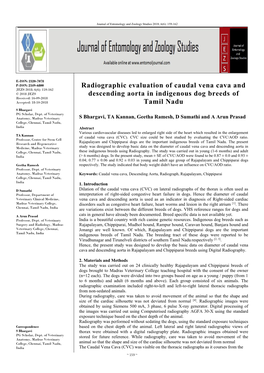 Radiographic Evaluation of Caudal Vena Cava and Descending Aorta in Indigenous Dog Breeds of Tamil Nadu