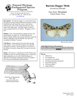 Barrens Dagger Moth