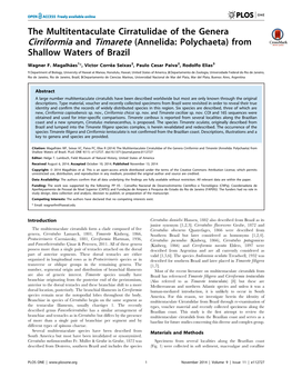 The Multitentaculate Cirratulidae of the Genera Cirriformia and Timarete (Annelida: Polychaeta) from Shallow Waters of Brazil