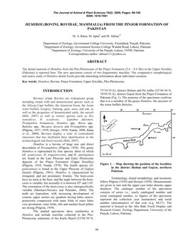 Hemibos (Bovini, Bovidae, Mammalia) from the Pinjor Formation of Pakistan