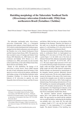 Hatchling Morphology of the Tuberculate Toadhead Turtle (Mesoclemmys Tuberculata [Lüederwaldt, 1926]) from Northeastern Brazil (Testudines: Chelidae)