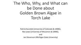 The Who, Why, and What Can Be Done About Golden Brown Algae in Torch Lake