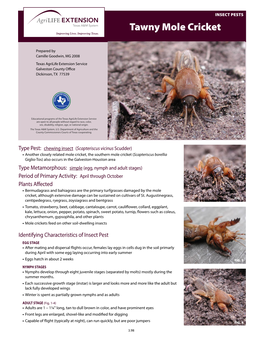 Tawny Mole Cricket