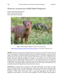 Herpestes Auropunctatus (Small Indian Mongoose)