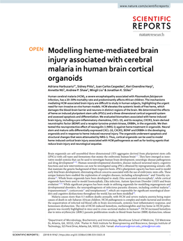Modelling Heme-Mediated Brain Injury Associated with Cerebral Malaria In