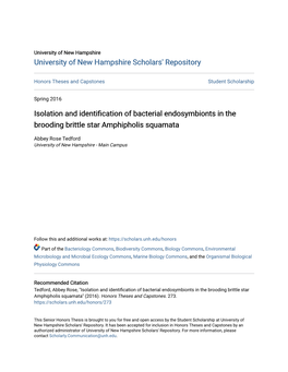 Isolation and Identification of Bacterial Endosymbionts in the Brooding Brittle Star Amphipholis Squamata