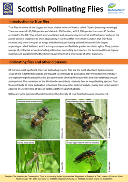 Scottish Pollinating Flies