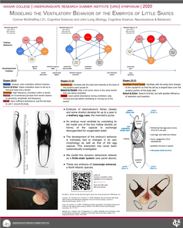 Modeling the Ventilatory Behavior of the Embryos Of